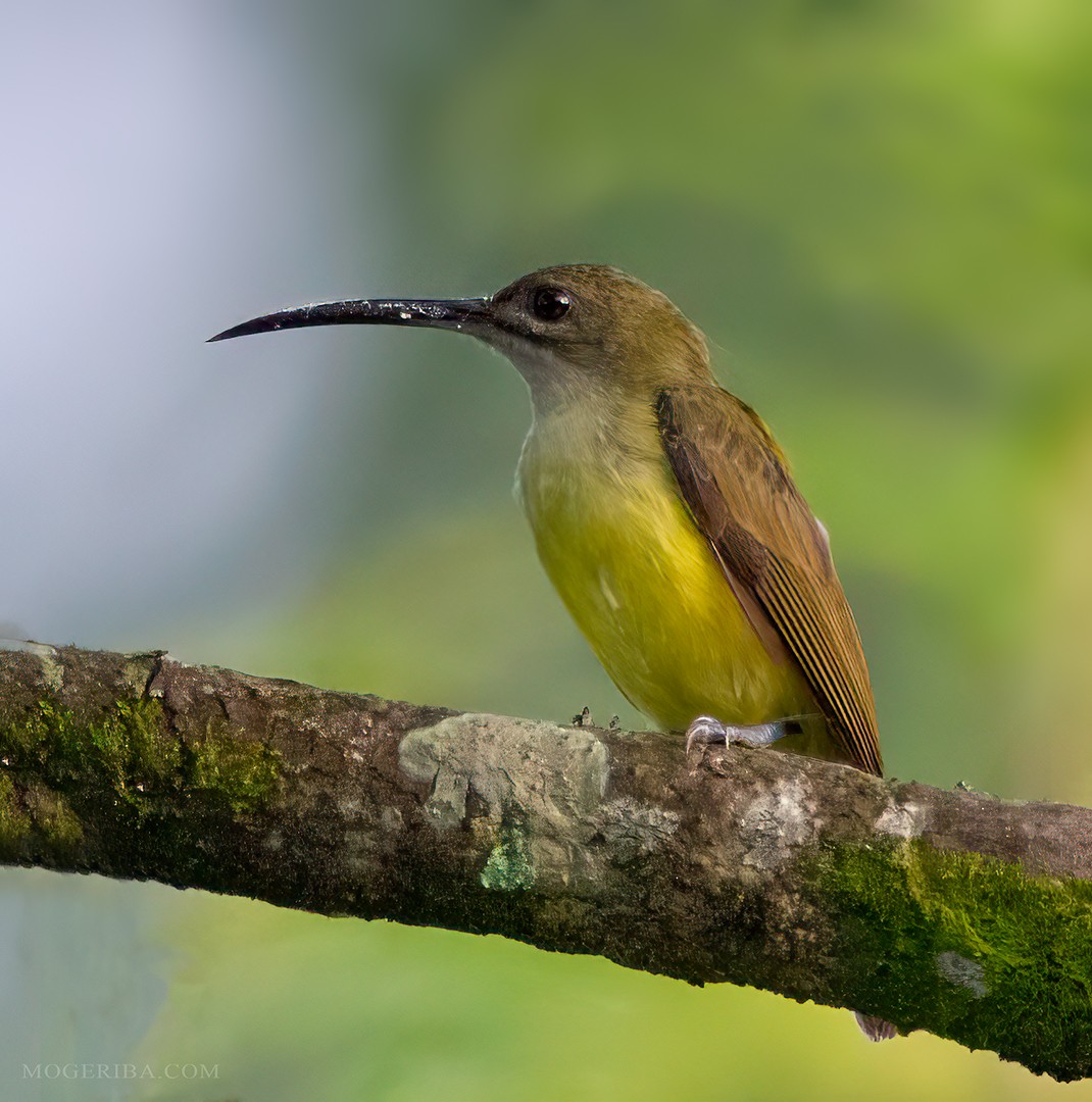 Little Spiderhunter - ML612630284