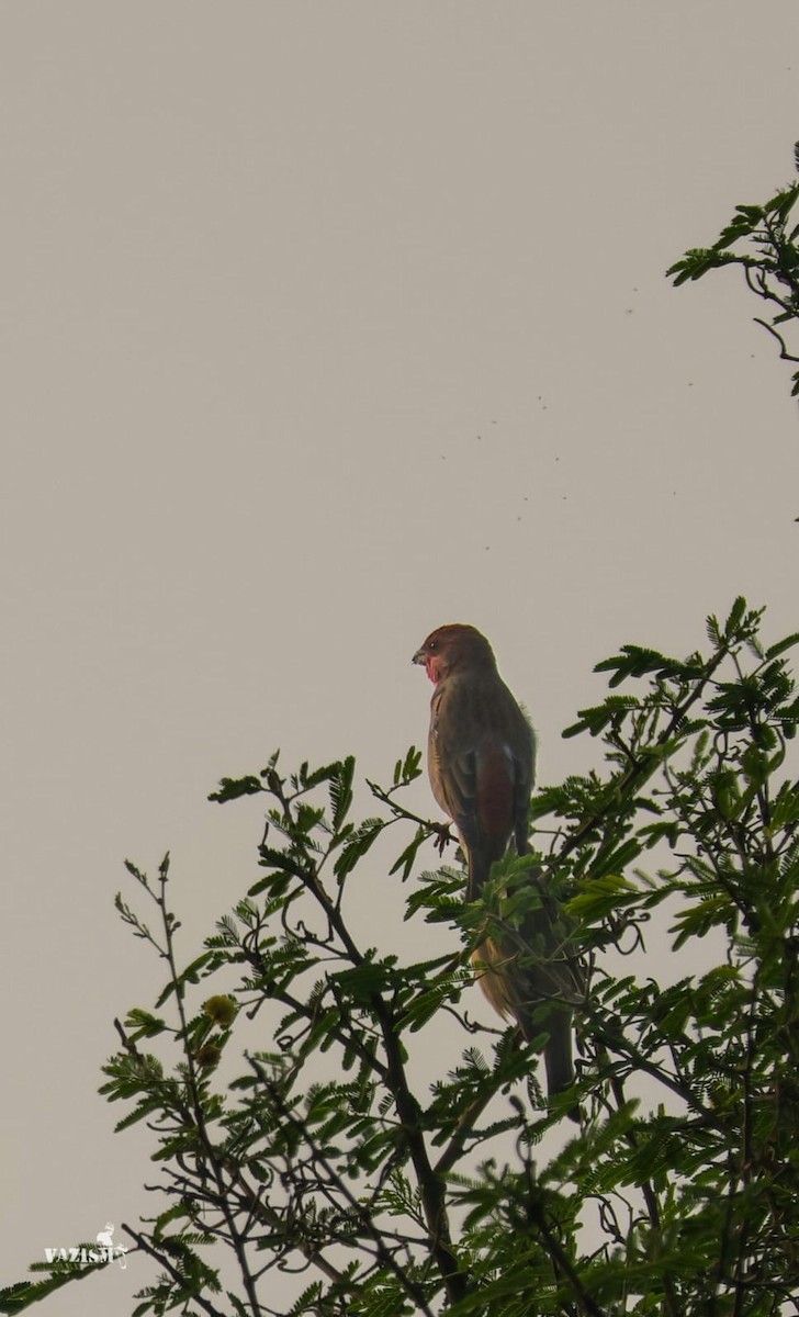 Common Rosefinch - Naveen Kumar S