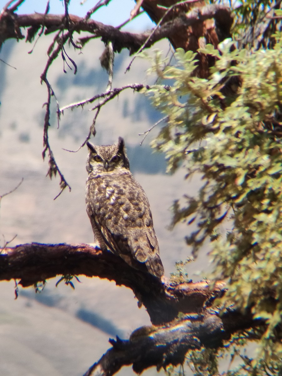 Lesser Horned Owl - ML612630295