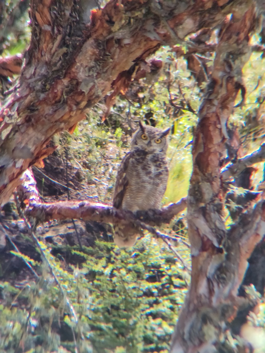 Lesser Horned Owl - ML612630296