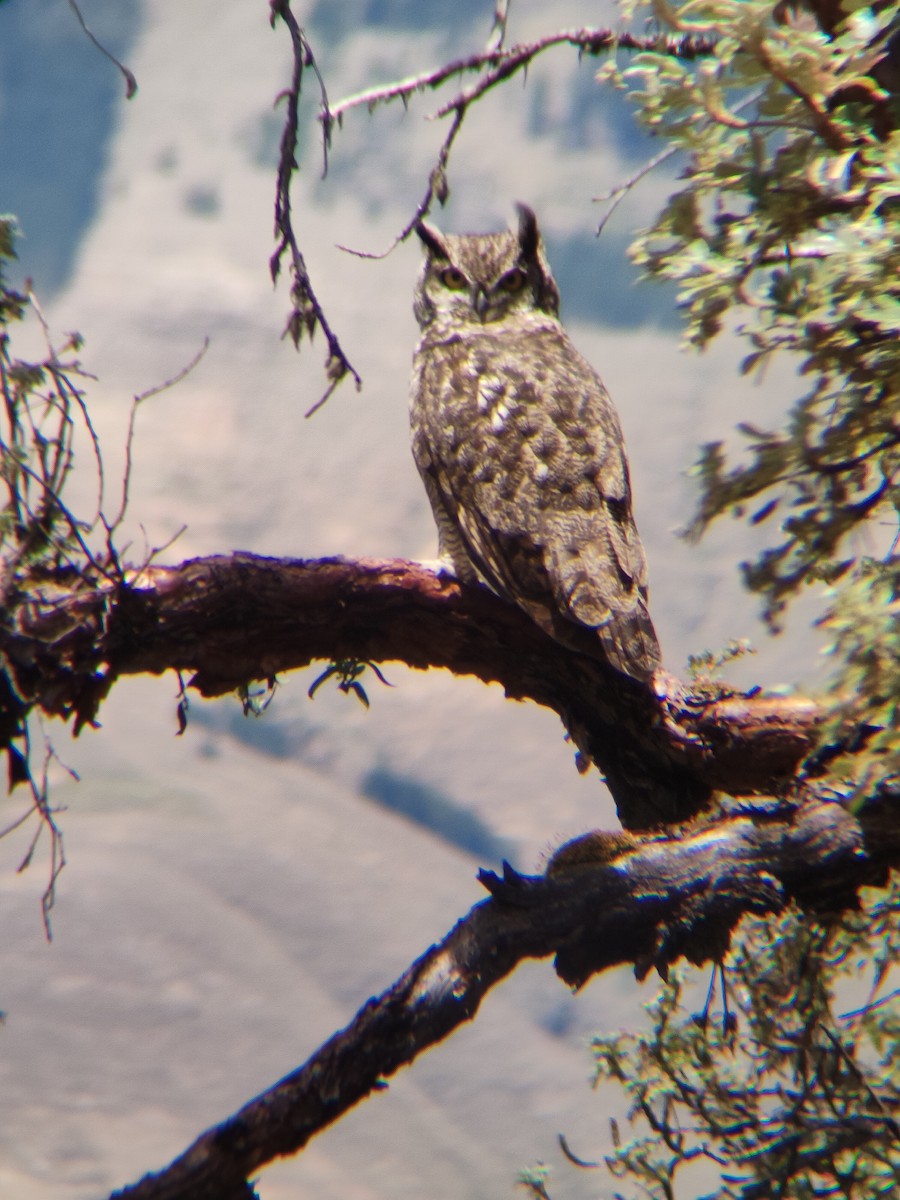 Lesser Horned Owl - ML612630297