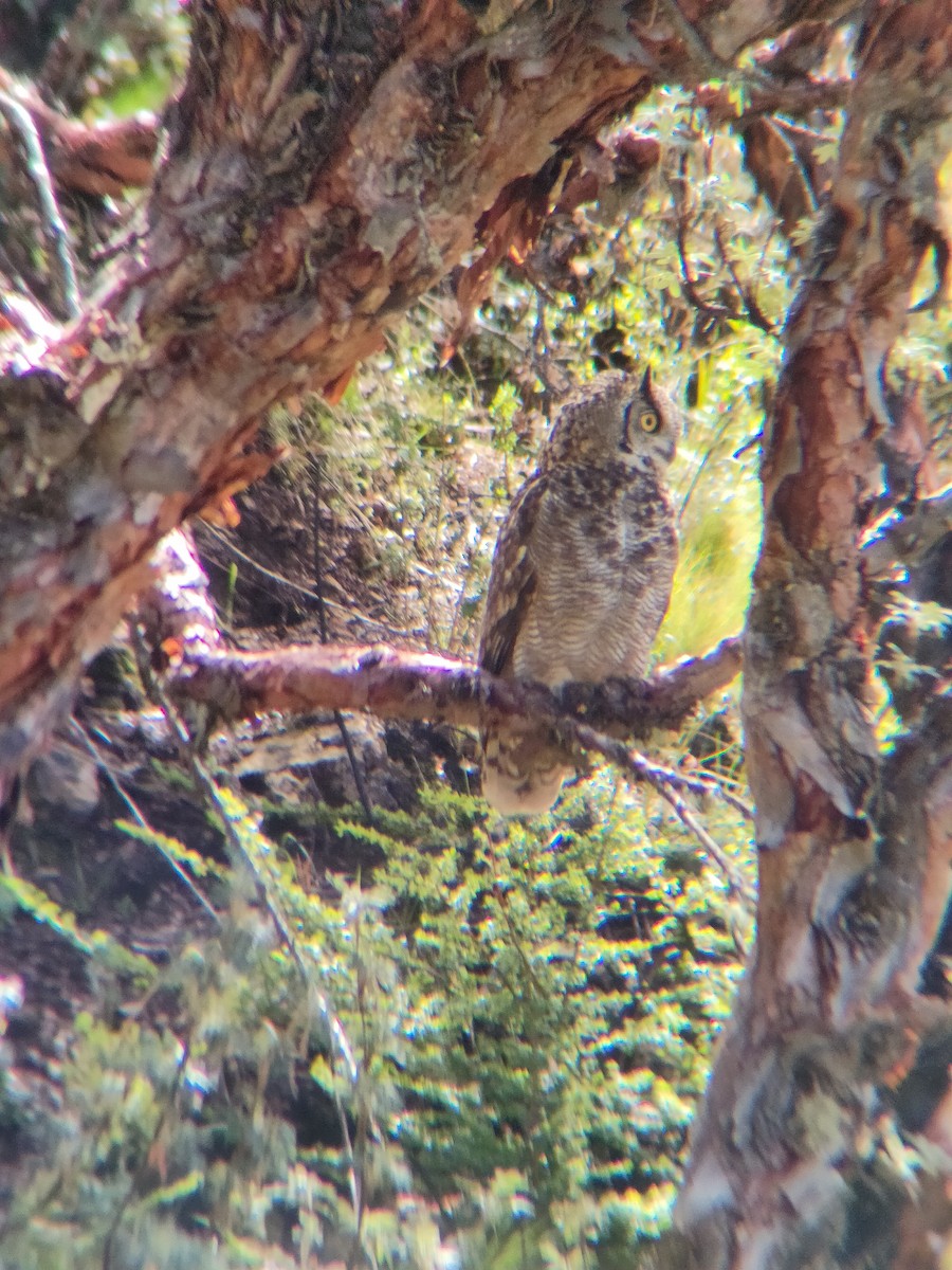 Lesser Horned Owl - ML612630298