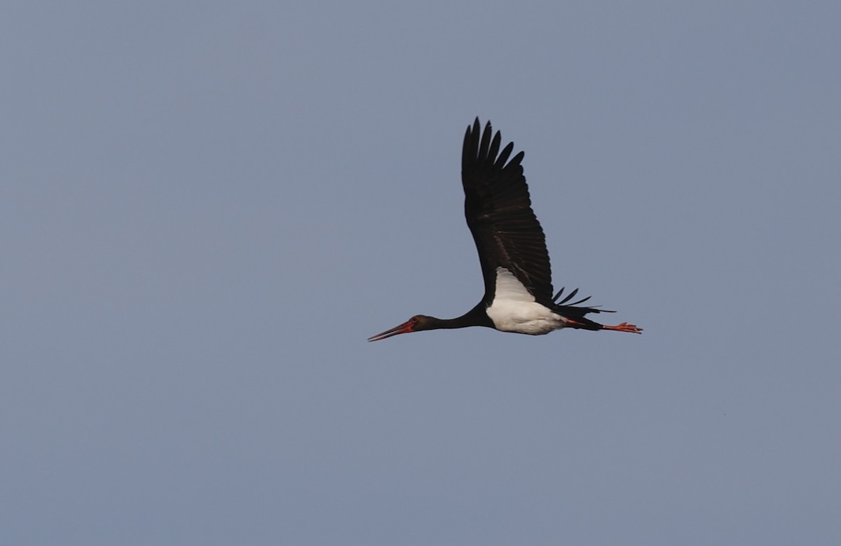 Black Stork - Nikos Mavris