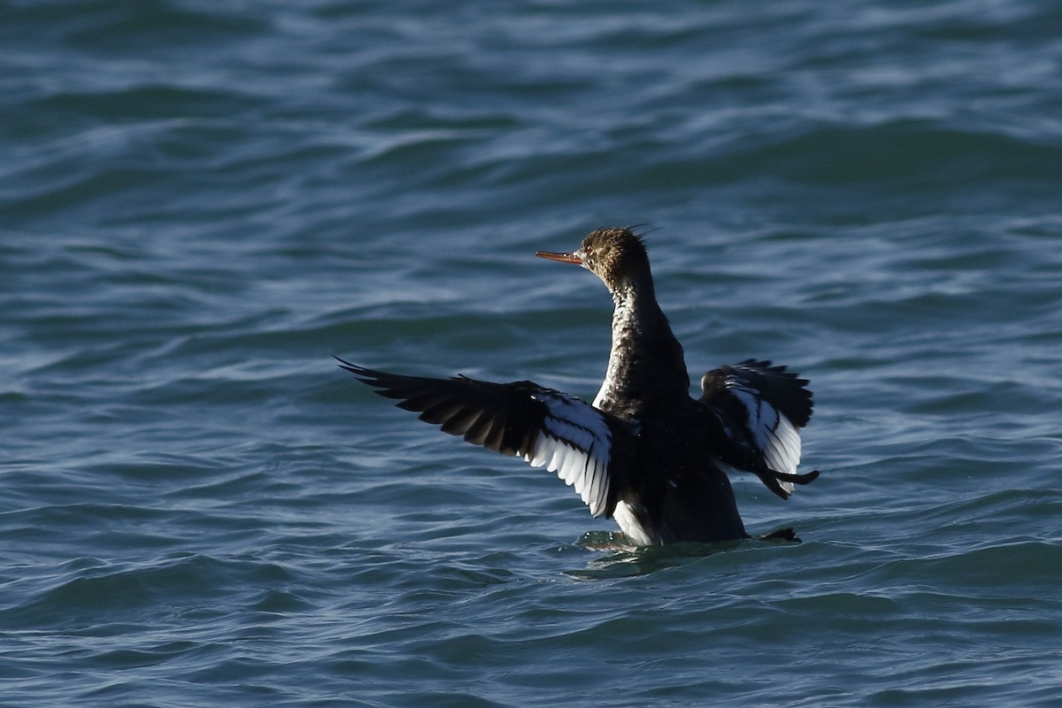 Red-breasted Merganser - Avi Shneor