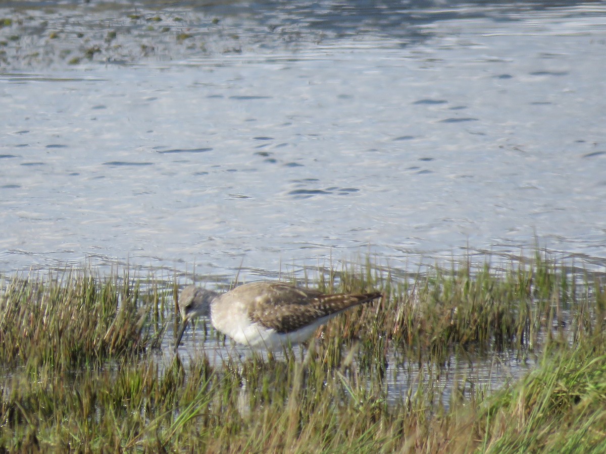 Lesser Yellowlegs - Federico Muñoz