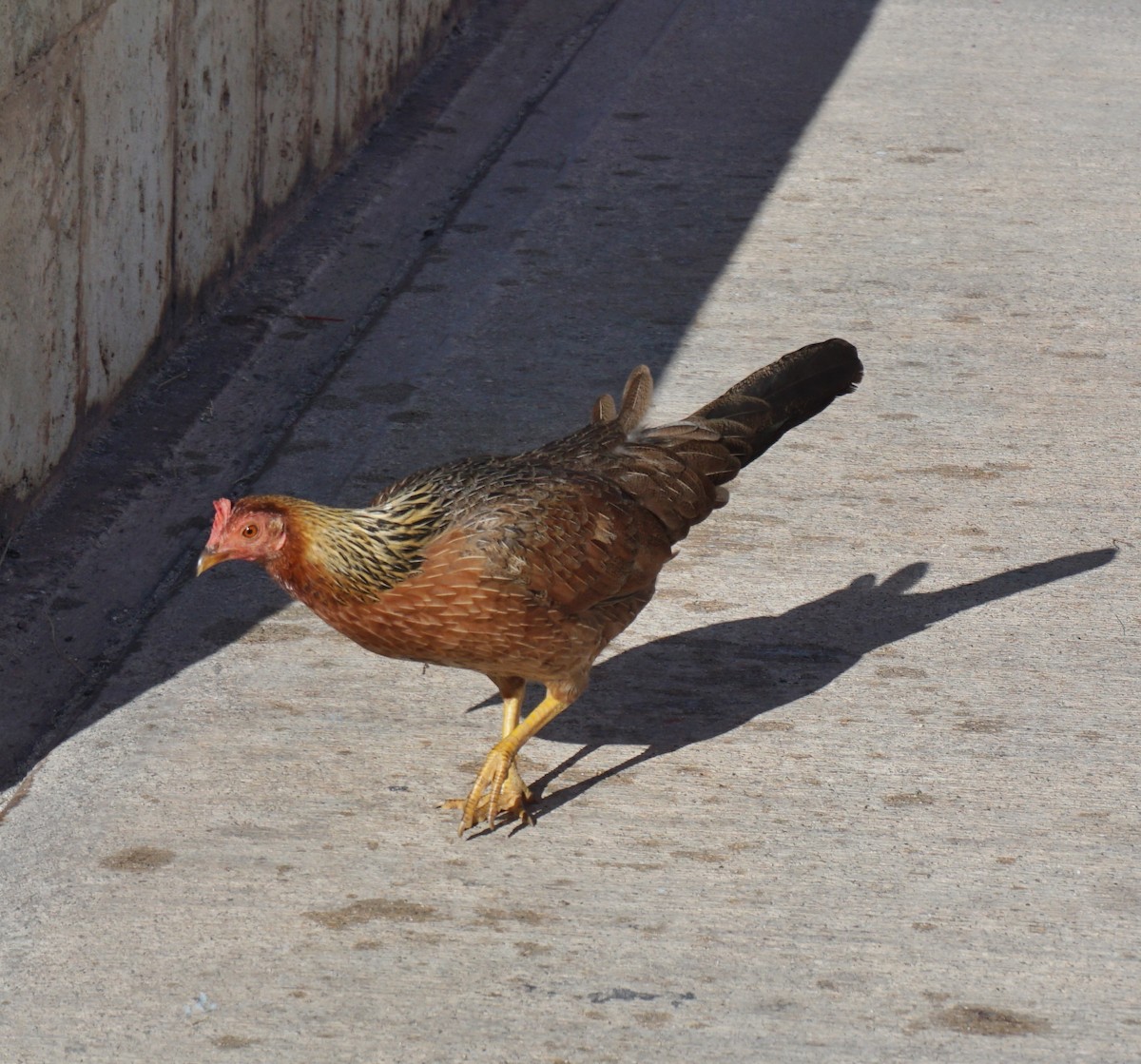 Red Junglefowl (Domestic type) - Loretta Silvia