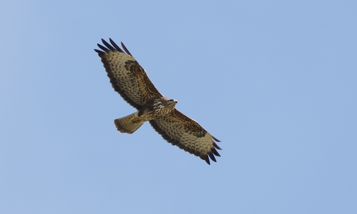 Common Buzzard - ML612630384