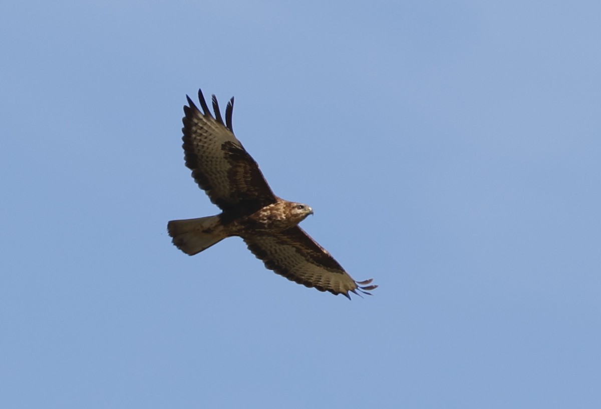 Common Buzzard - ML612630386