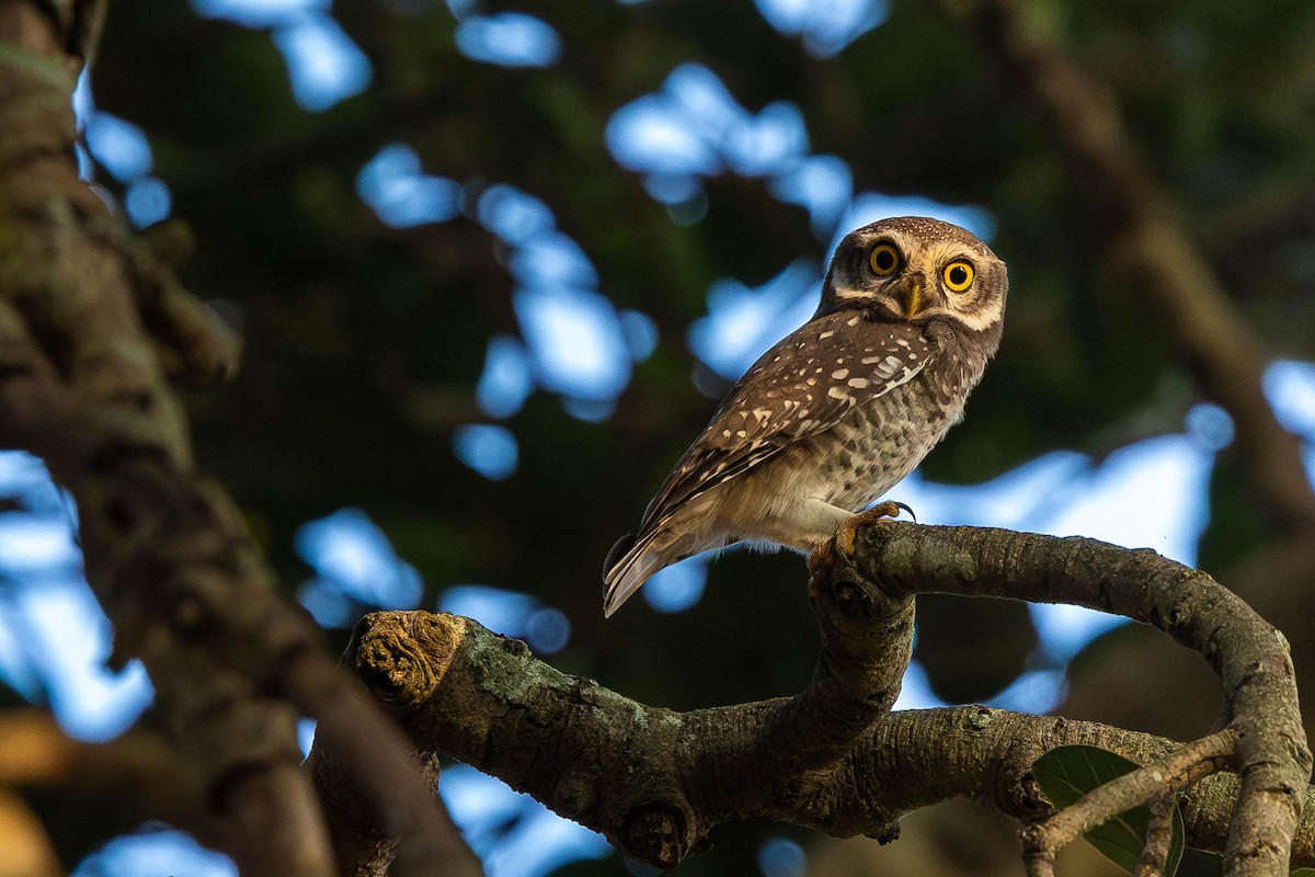 Spotted Owlet - ML612630411
