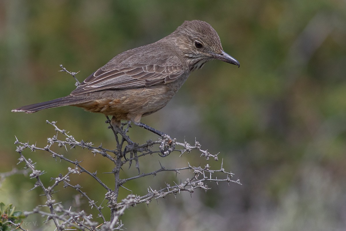 Great Shrike-Tyrant - ML612630453