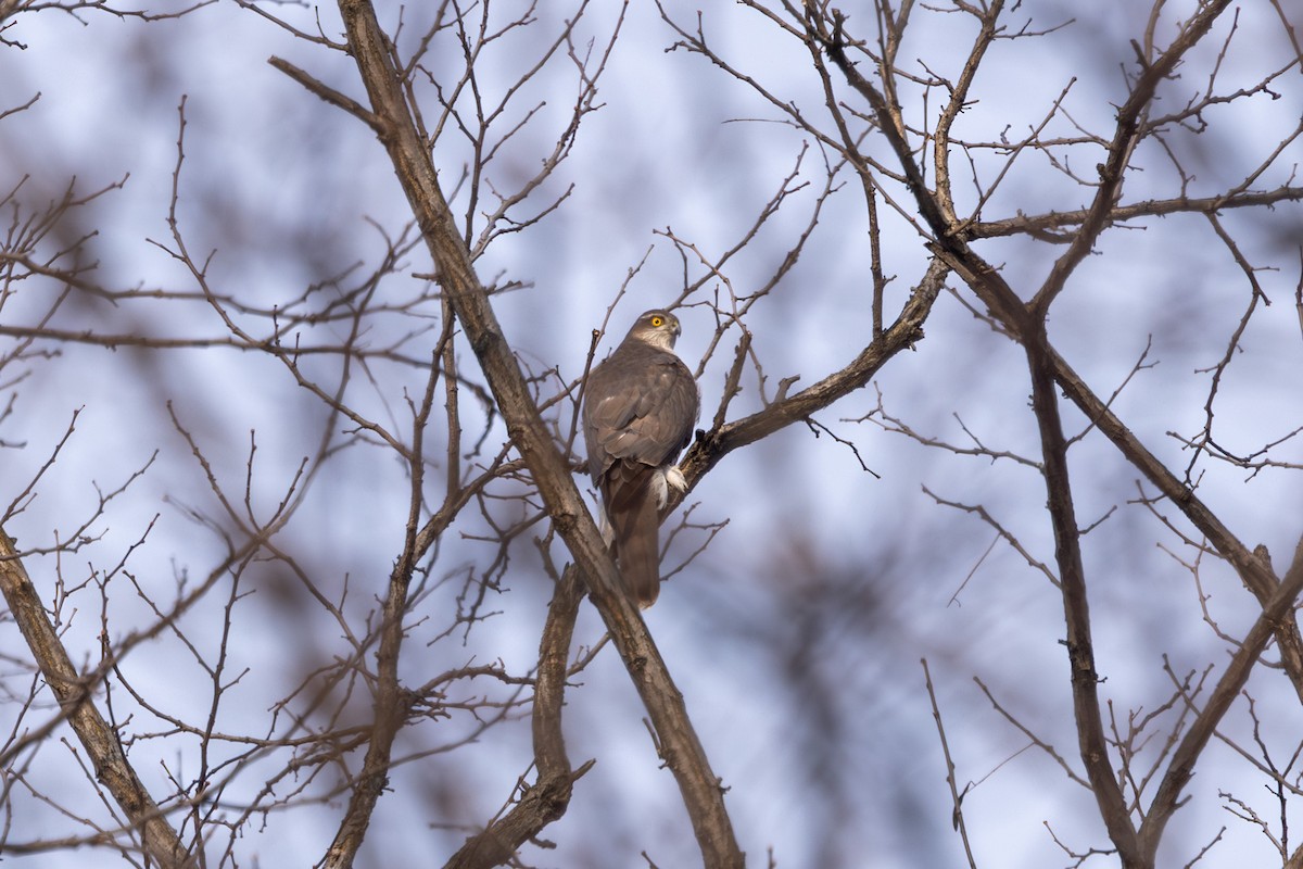 Eurasian Sparrowhawk - ML612630464