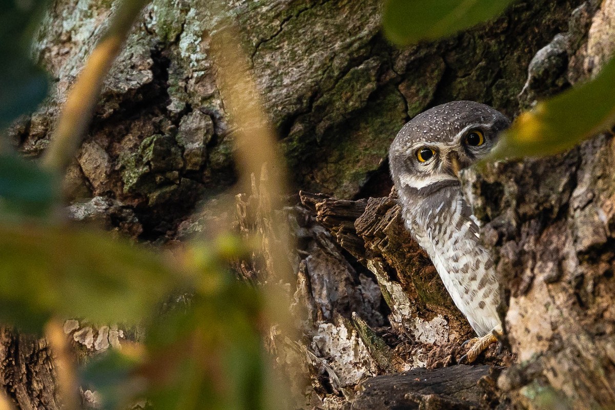 Spotted Owlet - ML612630476