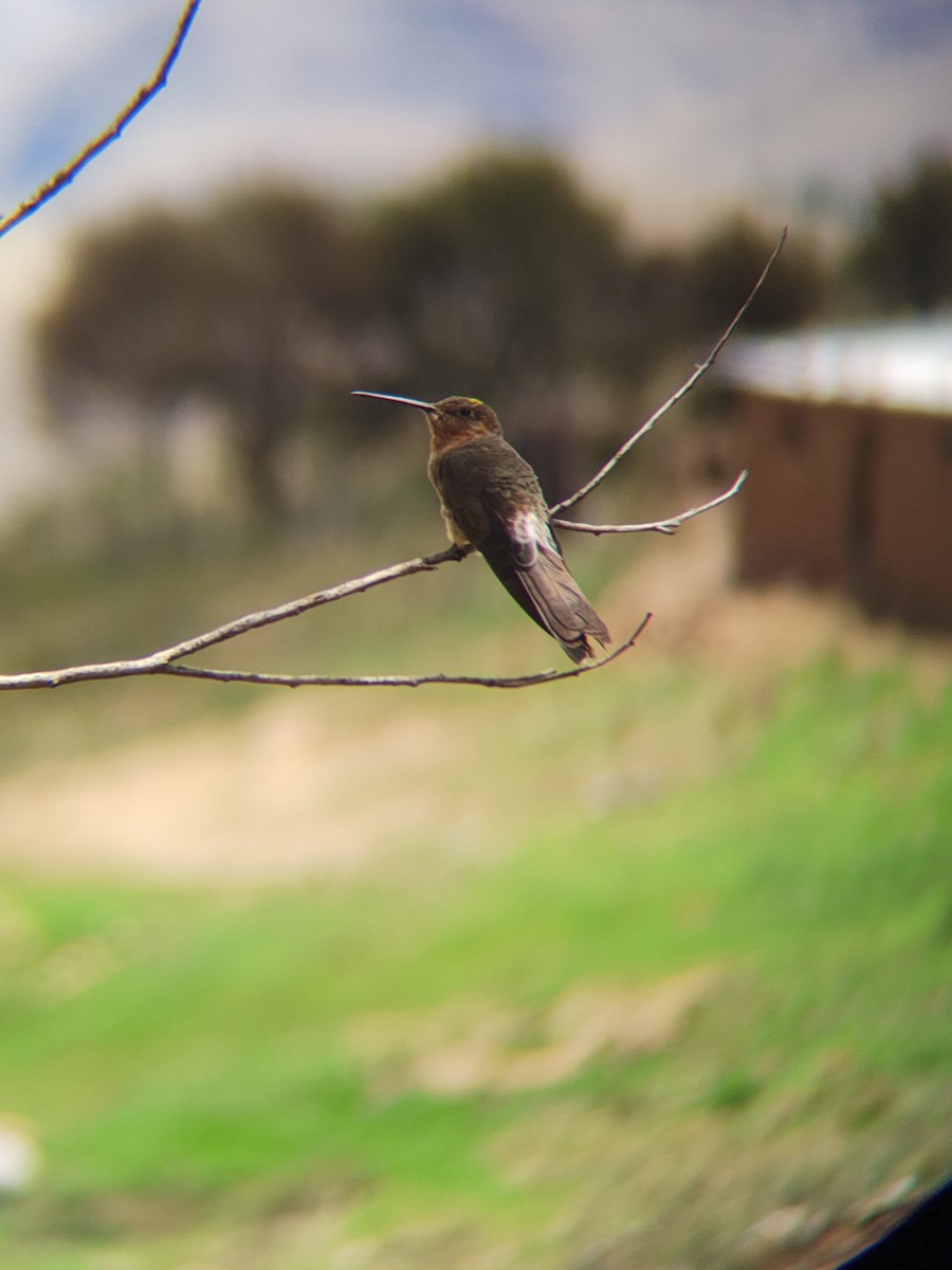 Colibrí Gigante - ML612630548