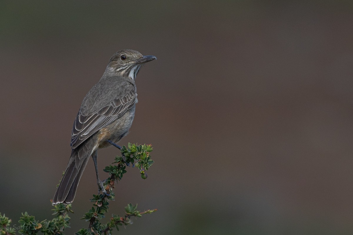 Great Shrike-Tyrant - ML612630564