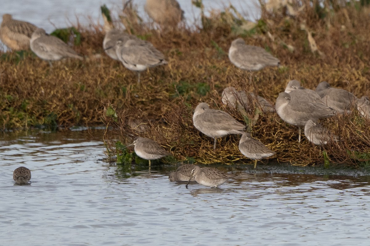 Long-billed Dowitcher - ML612630592