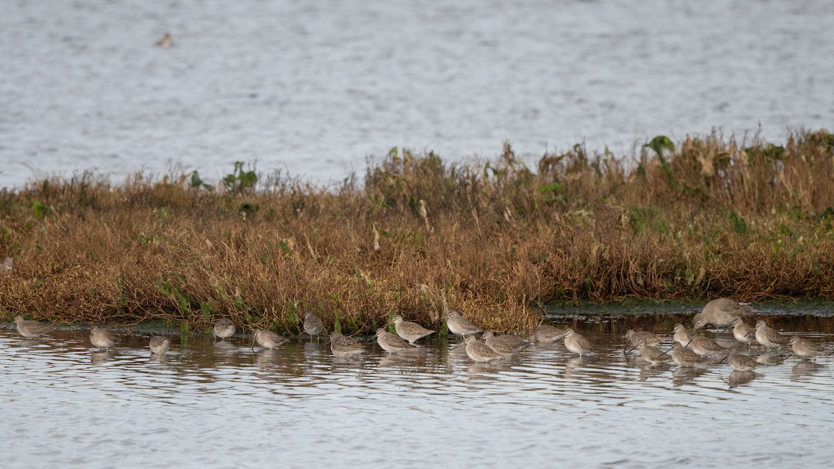 Long-billed Dowitcher - ML612630593