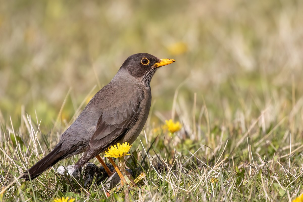 Austral Thrush - ML612630611