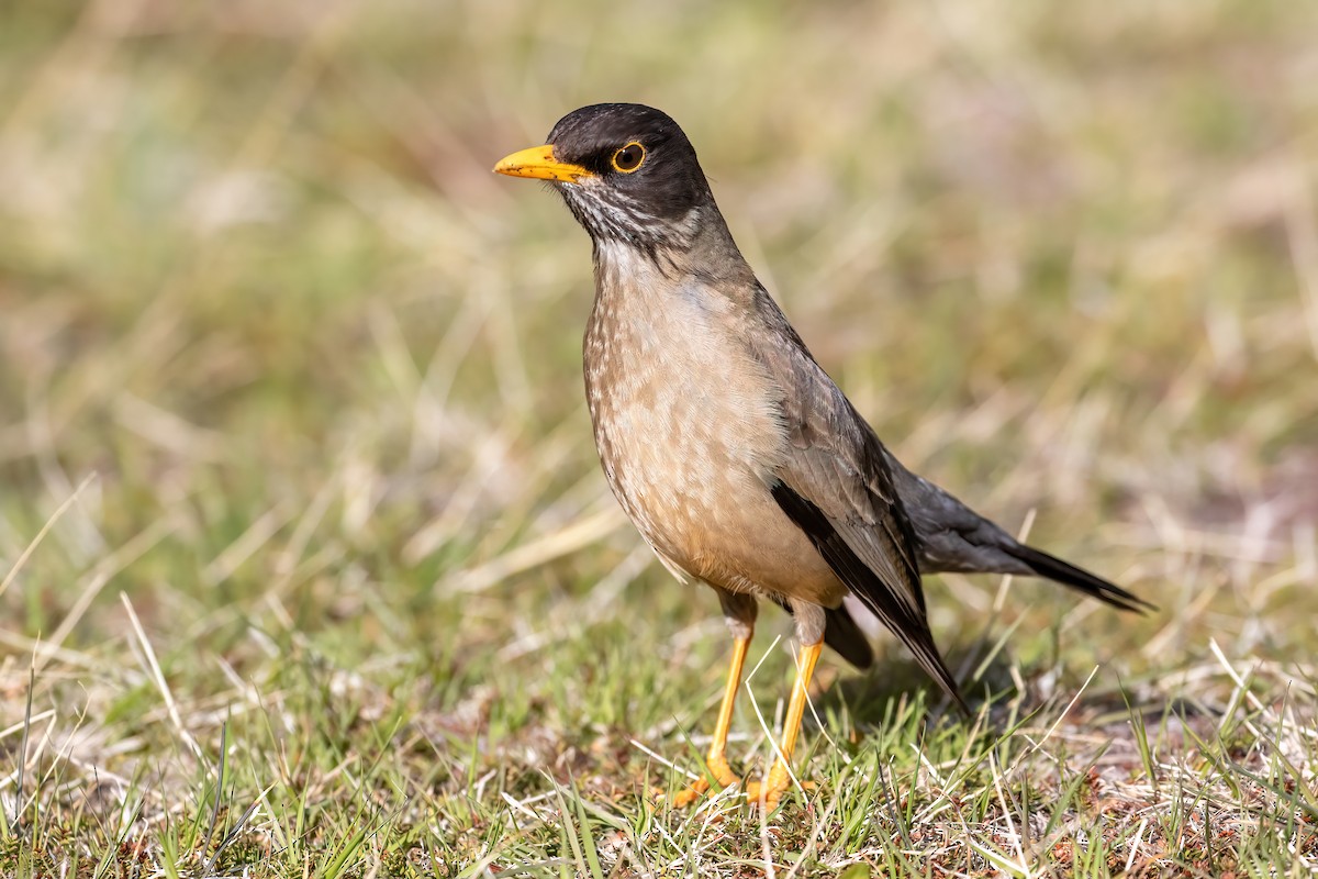 Austral Thrush - ML612630613