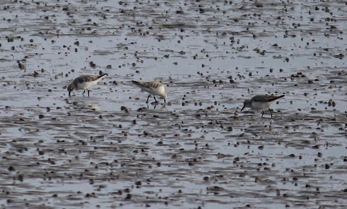 Red-necked Stint - Emma Rosen