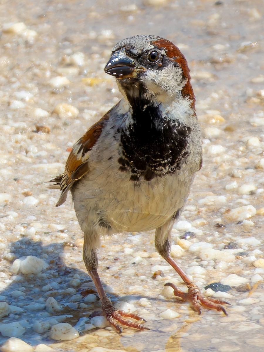 House Sparrow - ML612630695