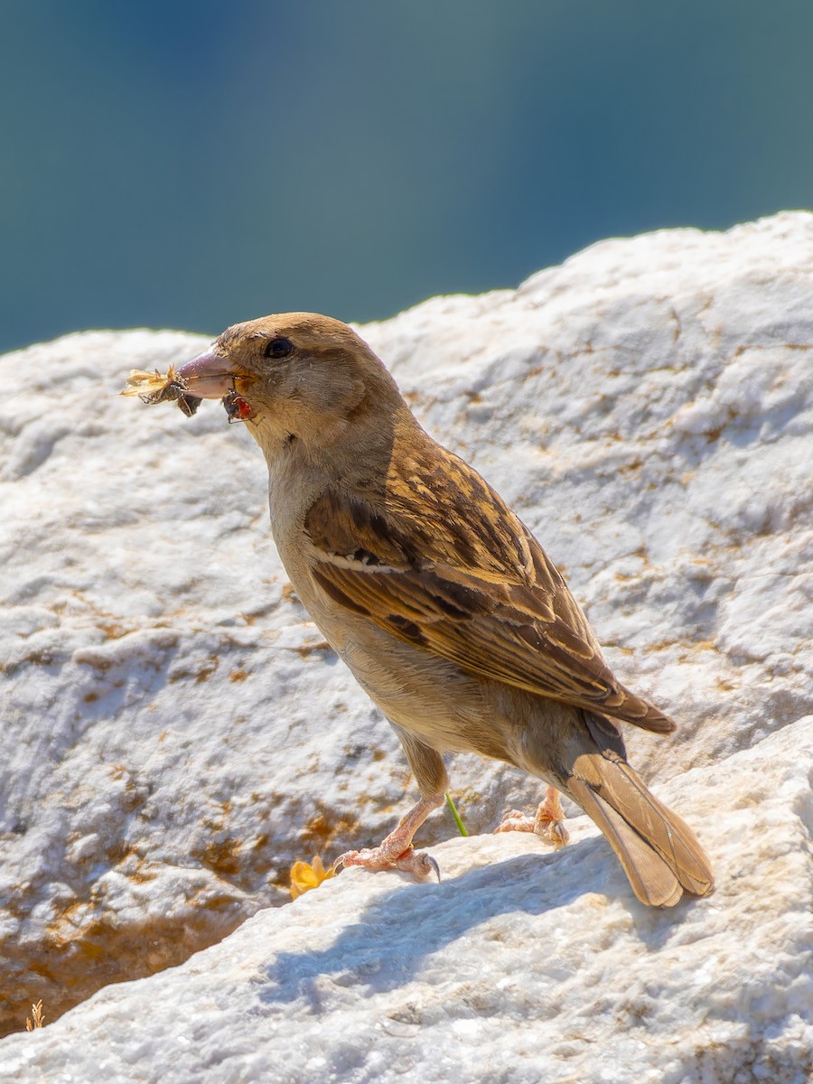 House Sparrow - Michał Grądcki