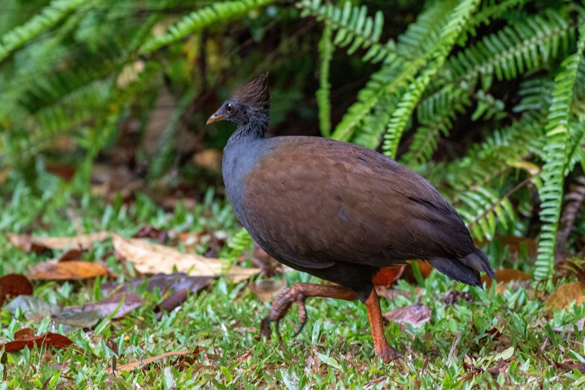 Orange-footed Megapode - ML612630708