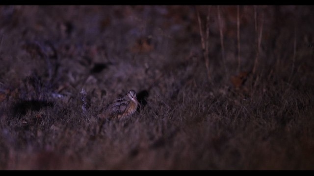 American Woodcock - ML612630709