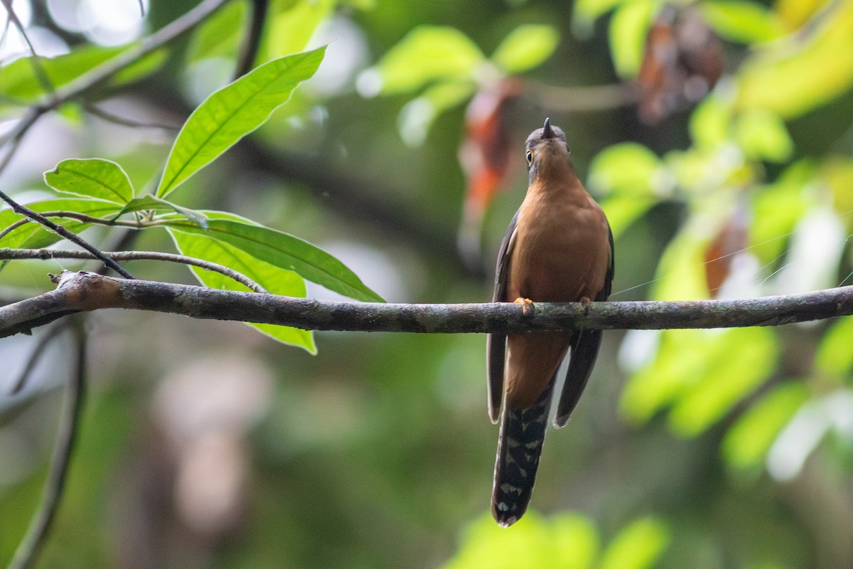 Chestnut-breasted Cuckoo - Tom Auer