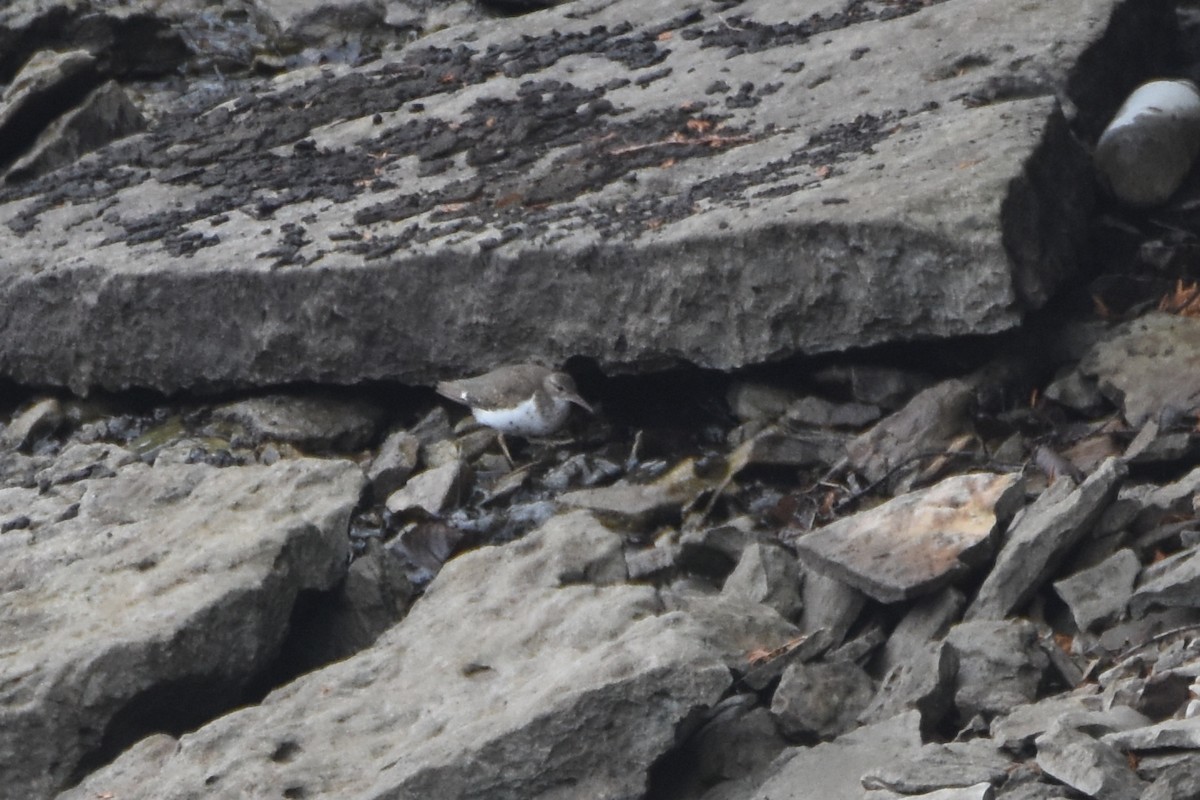 Spotted Sandpiper - Luke Berg