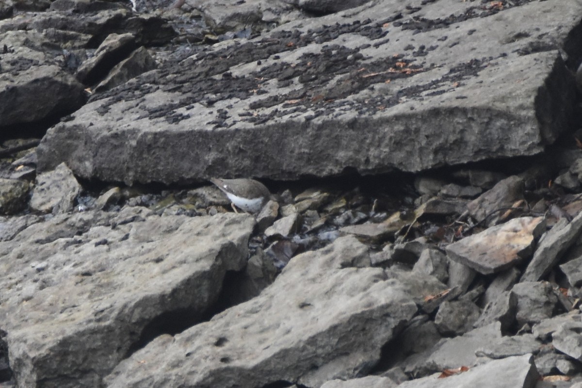 Spotted Sandpiper - ML612630812