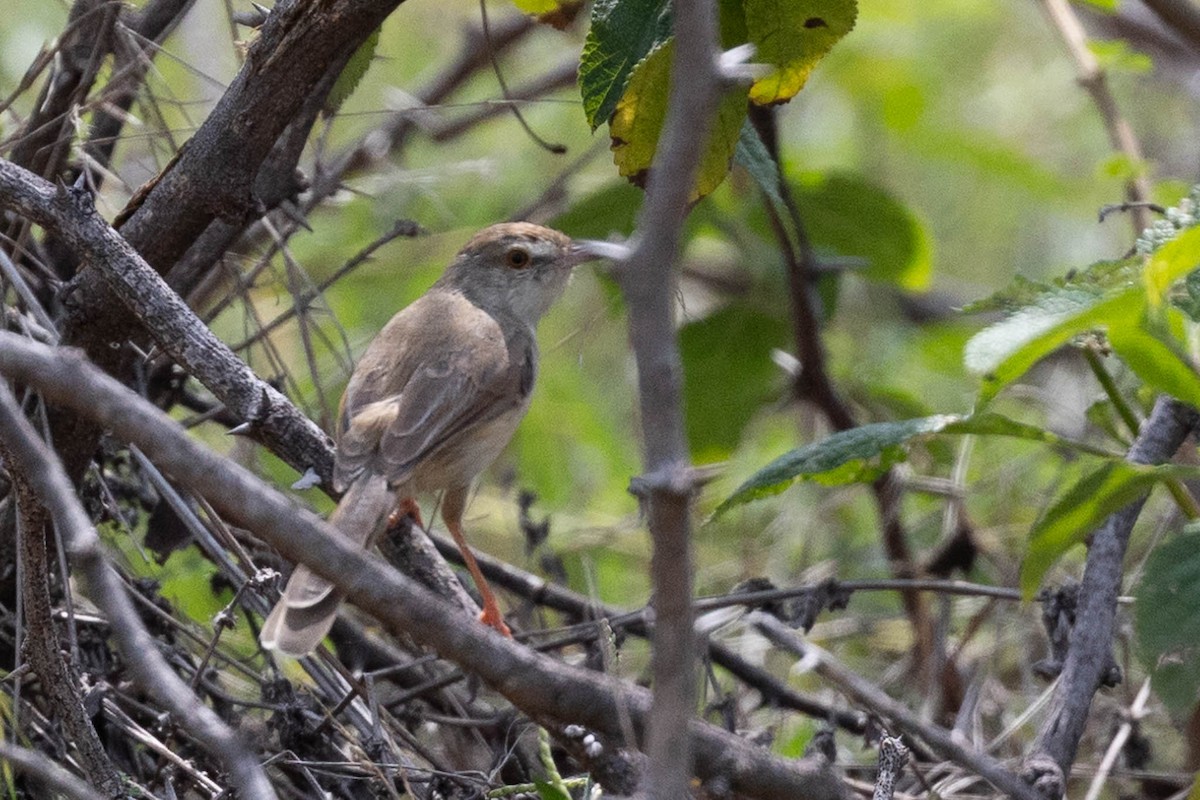 Jungle Prinia - ML612630857