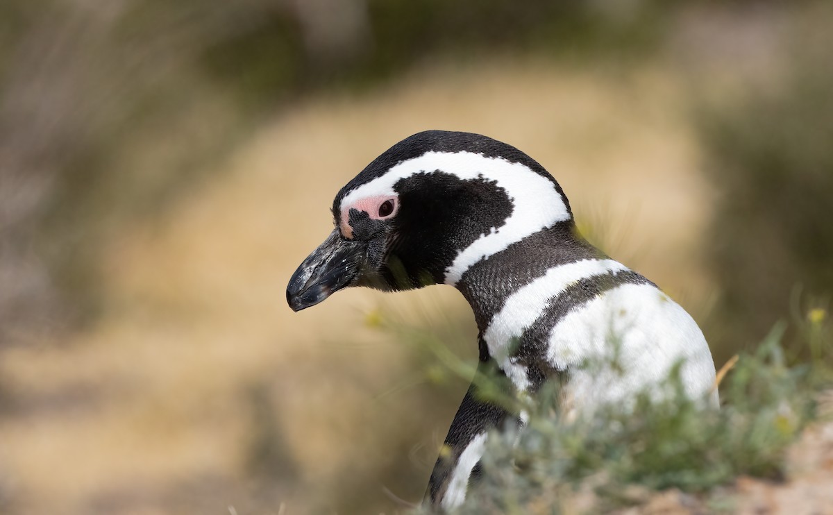 Magellanic Penguin - Chris Jones