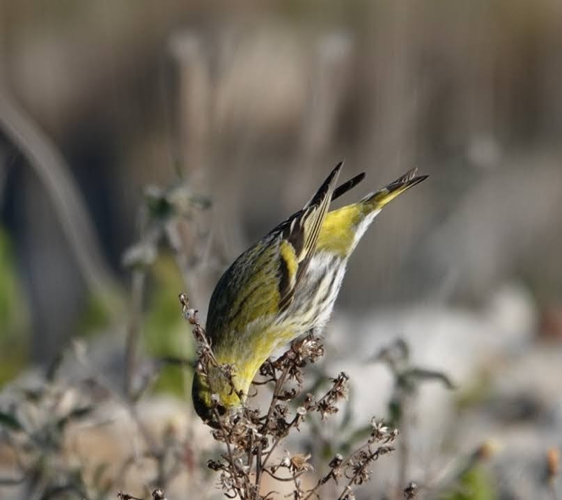 Eurasian Siskin - Seppo Hjerppe