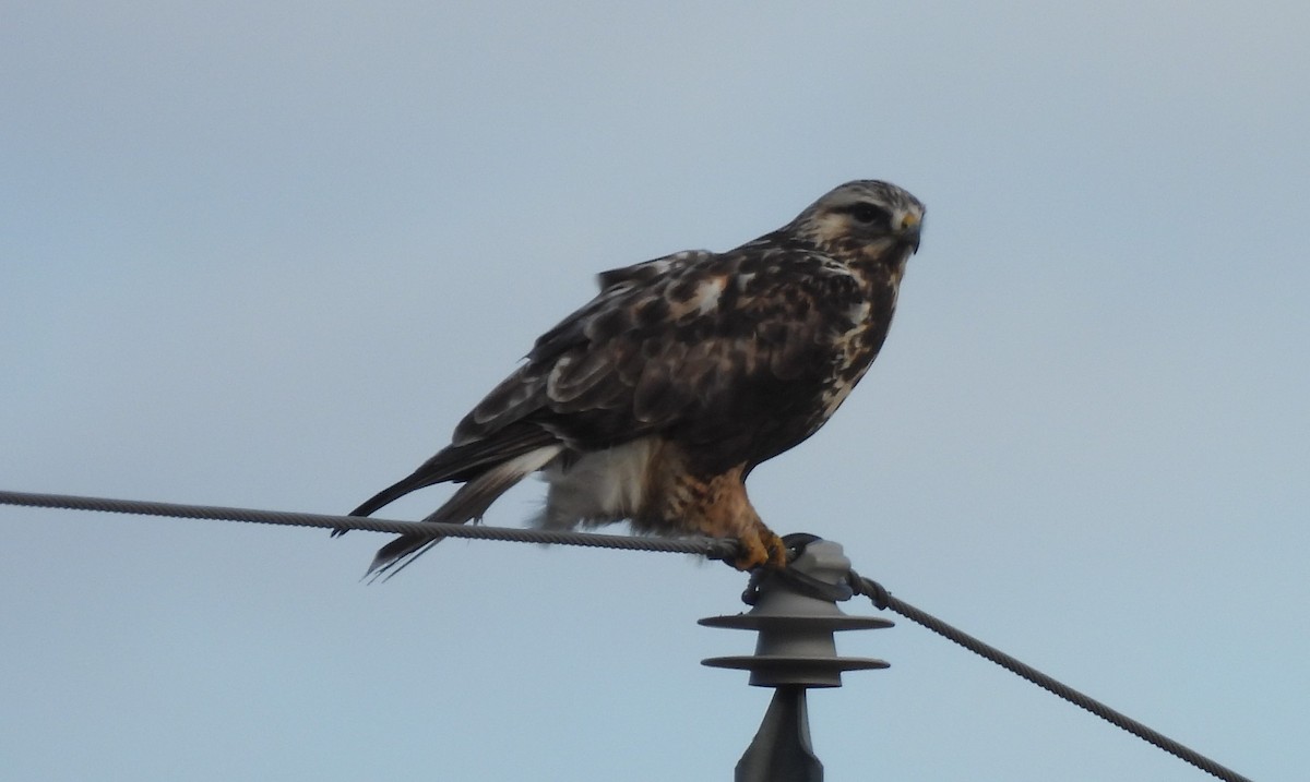 Rough-legged Hawk - ML612631088