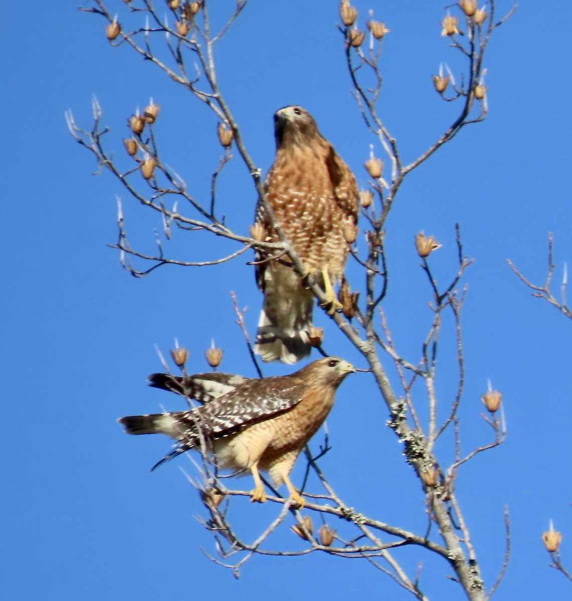 Red-shouldered Hawk - ML612631105