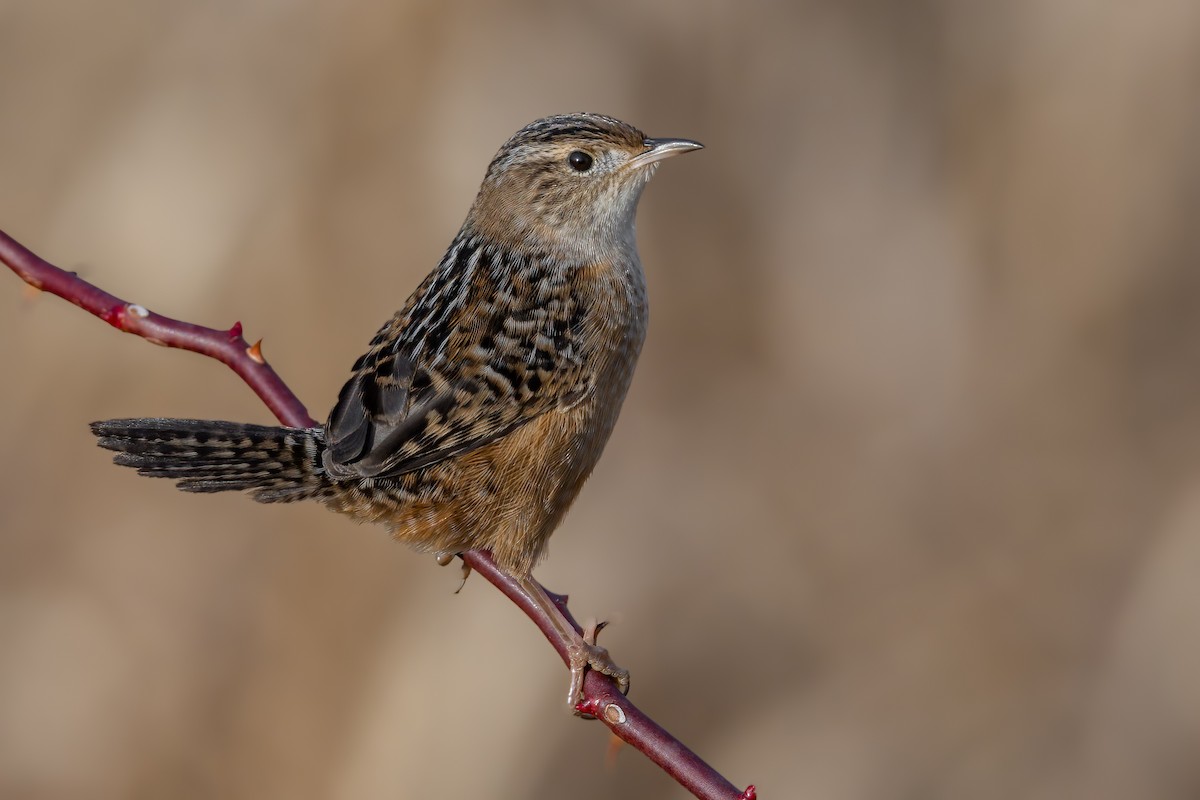 Sedge Wren - Kevin  Fox