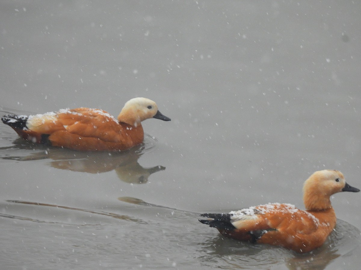 Ruddy Shelduck - ML612631297