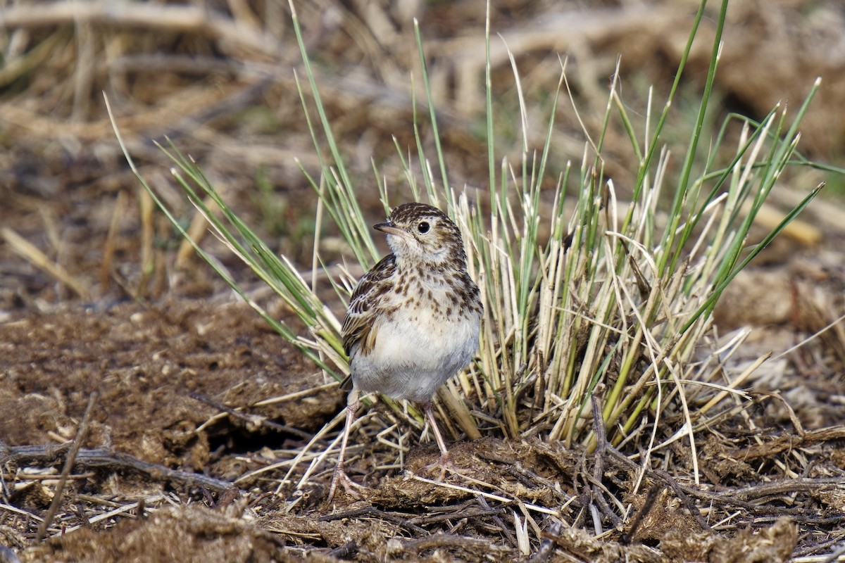 Short-billed Pipit - ML612631351