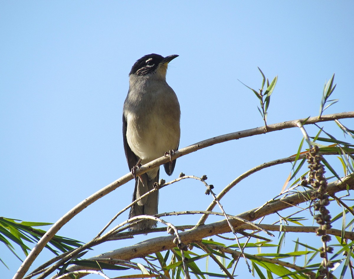 Black-headed Sibia (Lang Bian) - ML612631426