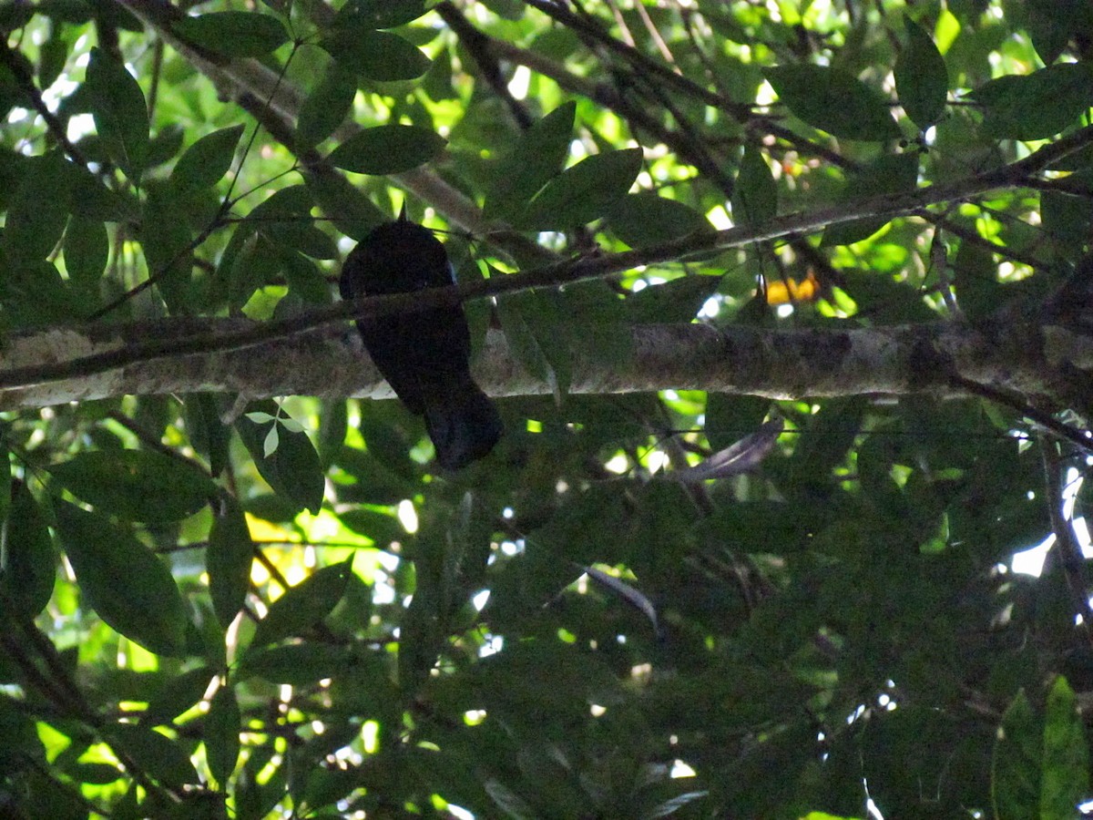 Lesser Racket-tailed Drongo - ML612631431