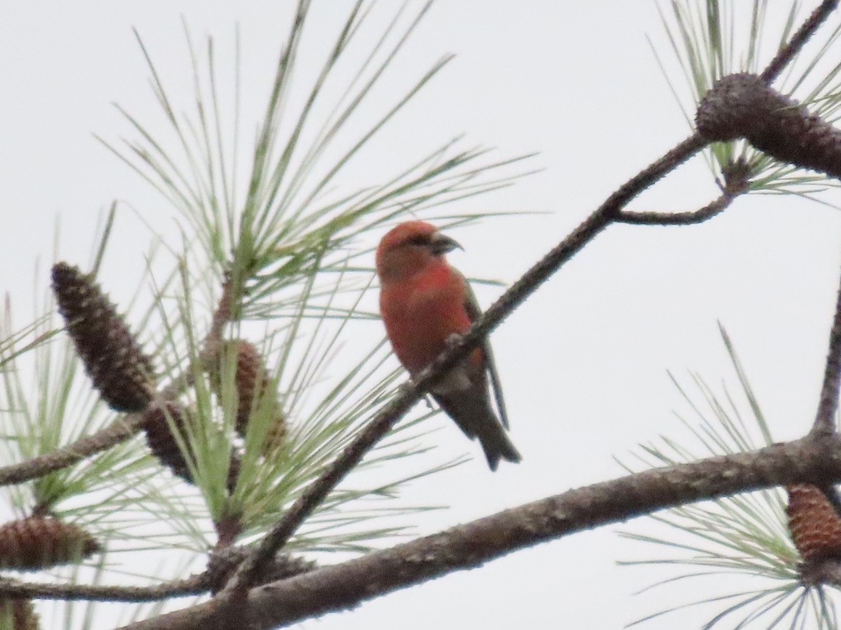 Red Crossbill - ML612631492