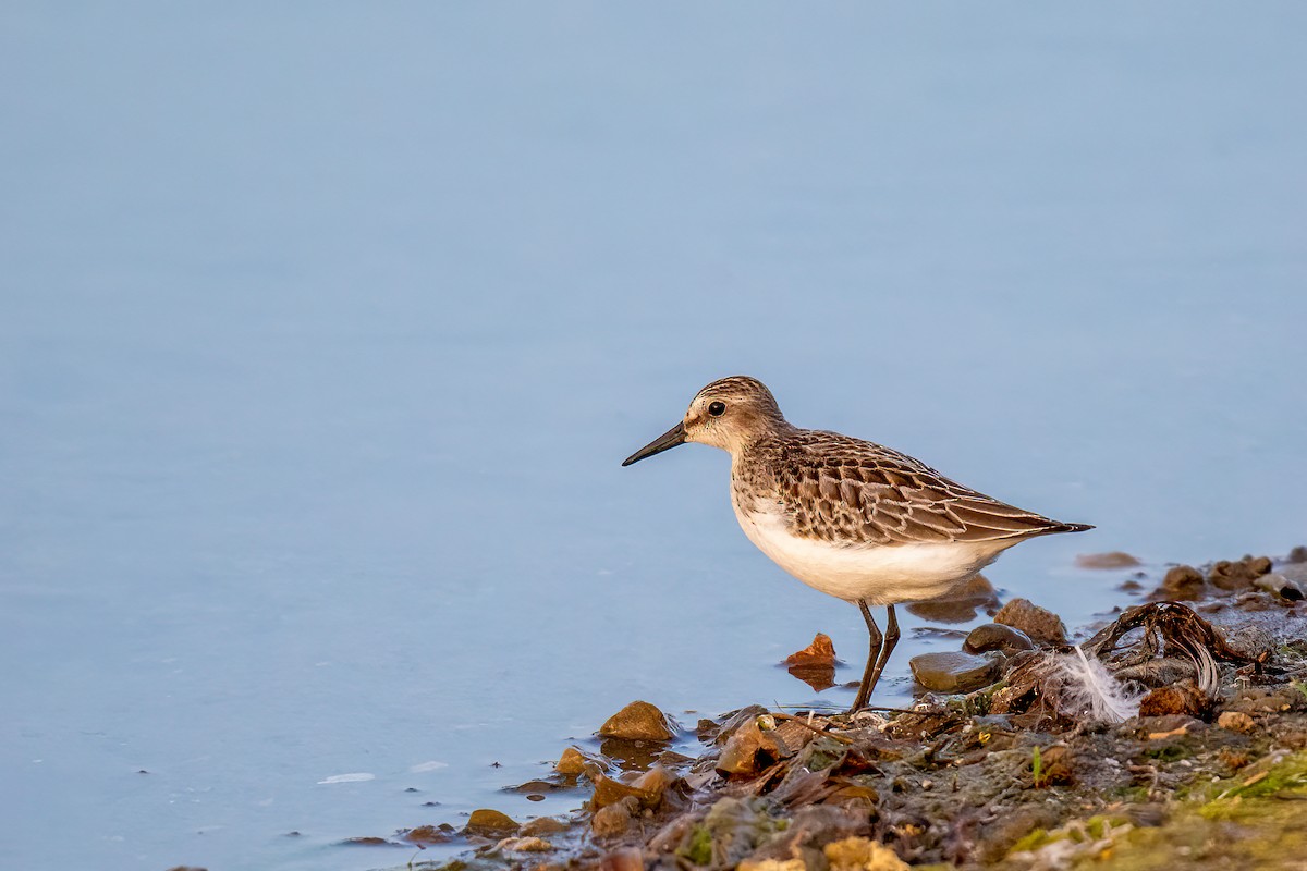 Semipalmated Sandpiper - ML612631501