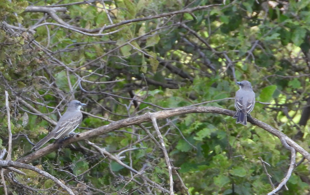 Gray Kingbird - ML612631531