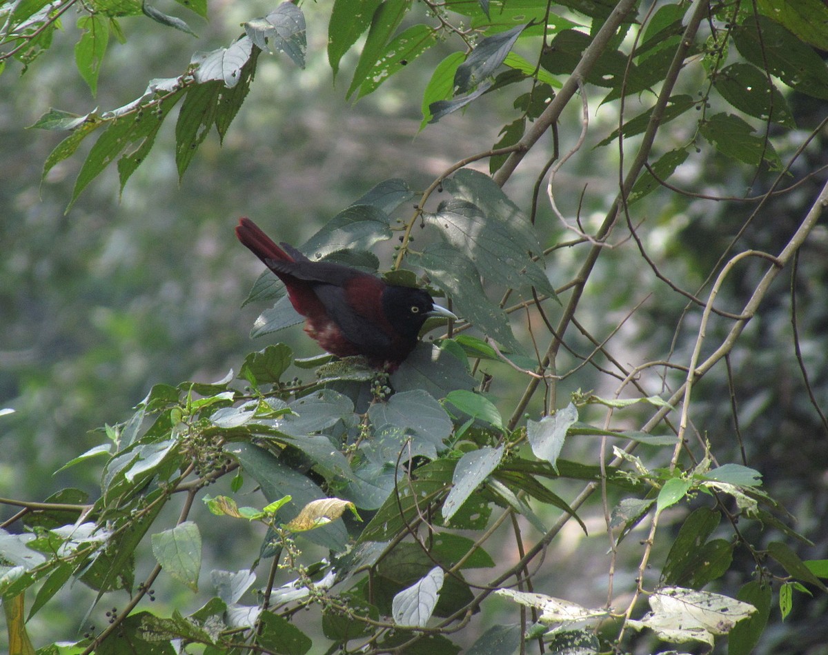 Maroon Oriole - ML612631533