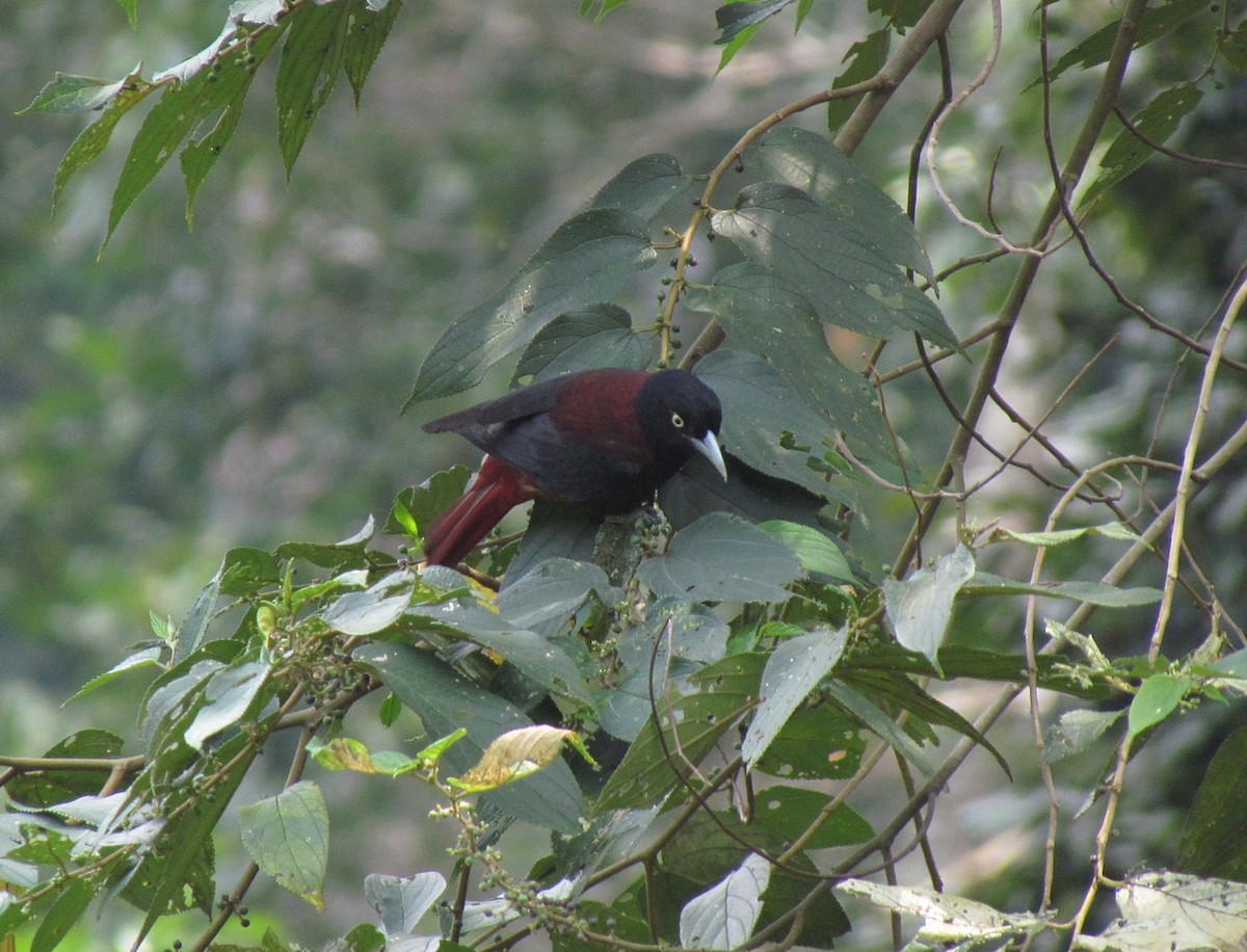 Maroon Oriole - ML612631534