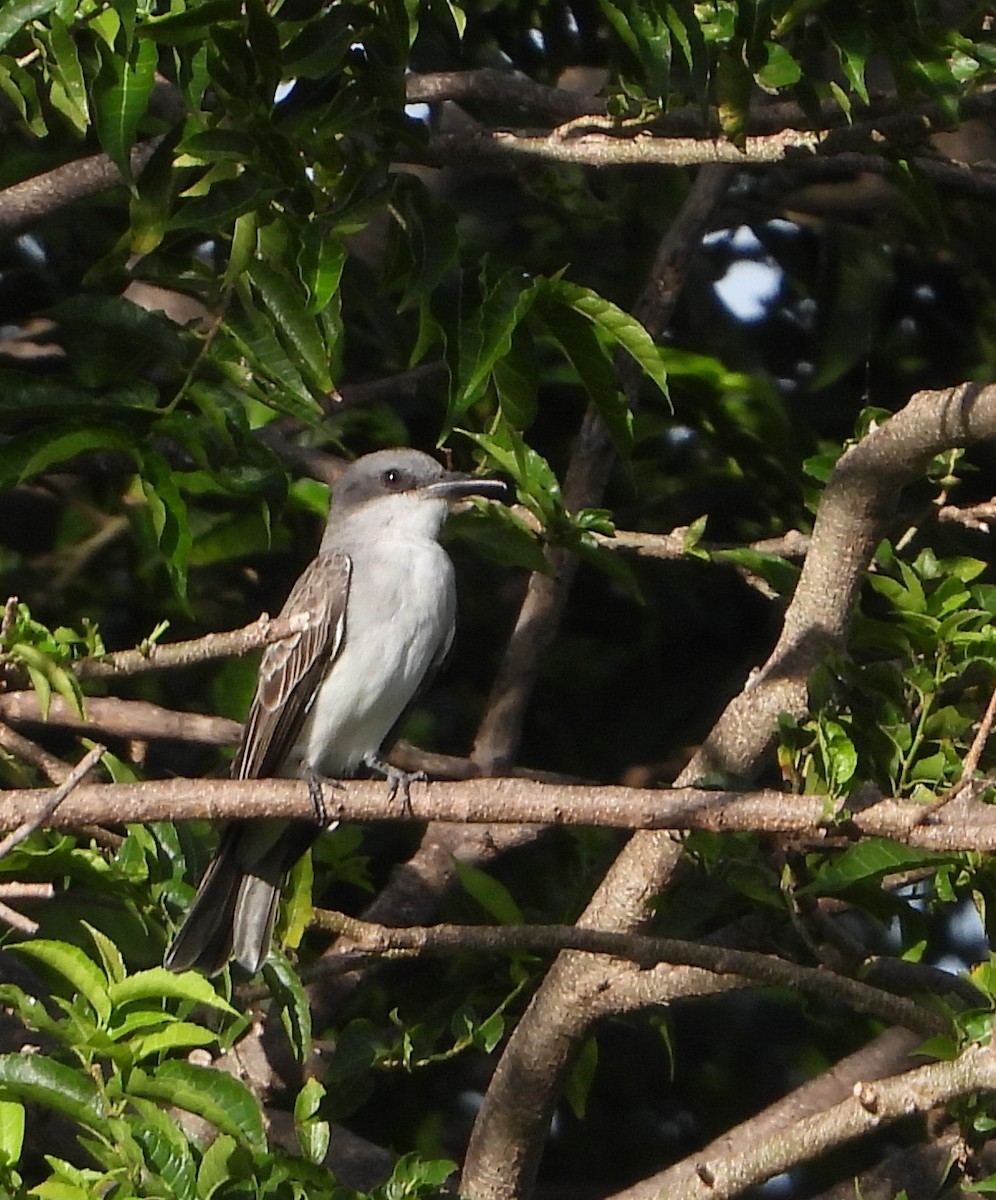 Gray Kingbird - ML612631536