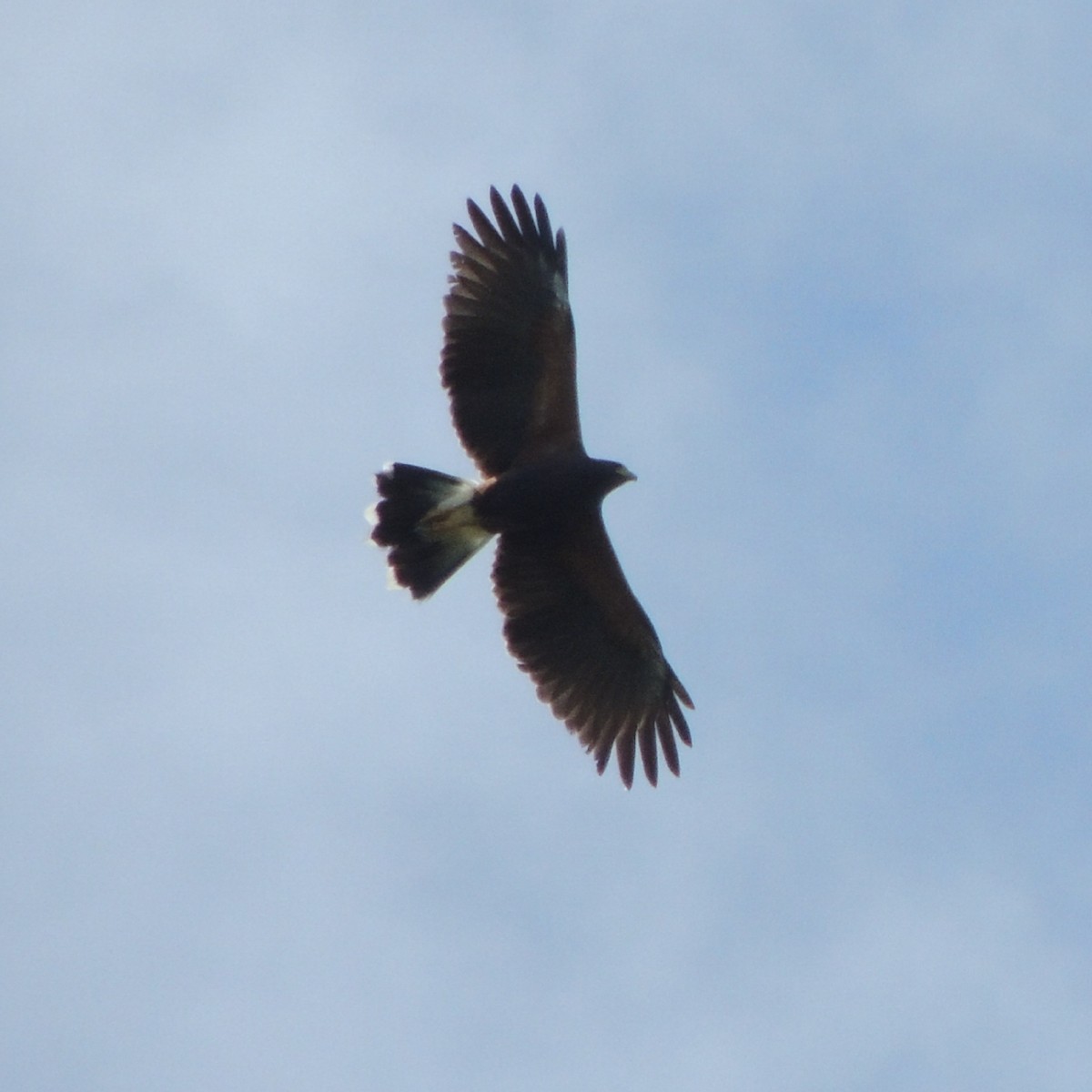 Harris's Hawk - ML612631556