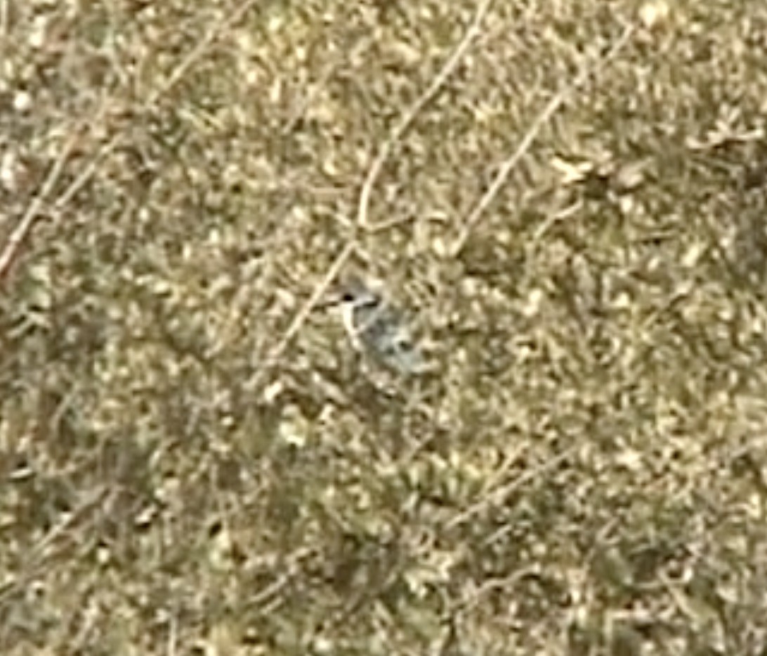 Martin-chasseur à collier blanc (kalbaensis) - ML612631559