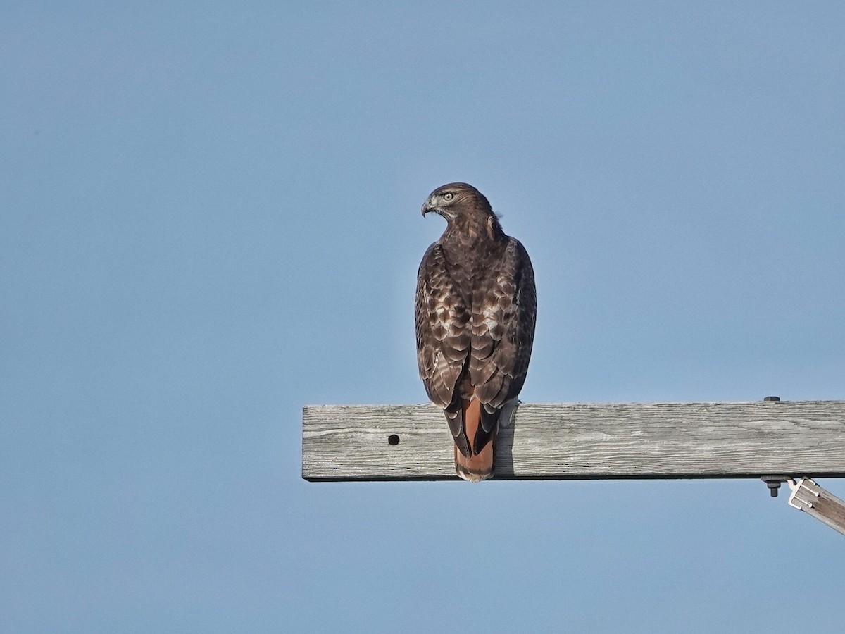 Red-tailed Hawk (abieticola) - ML612631639