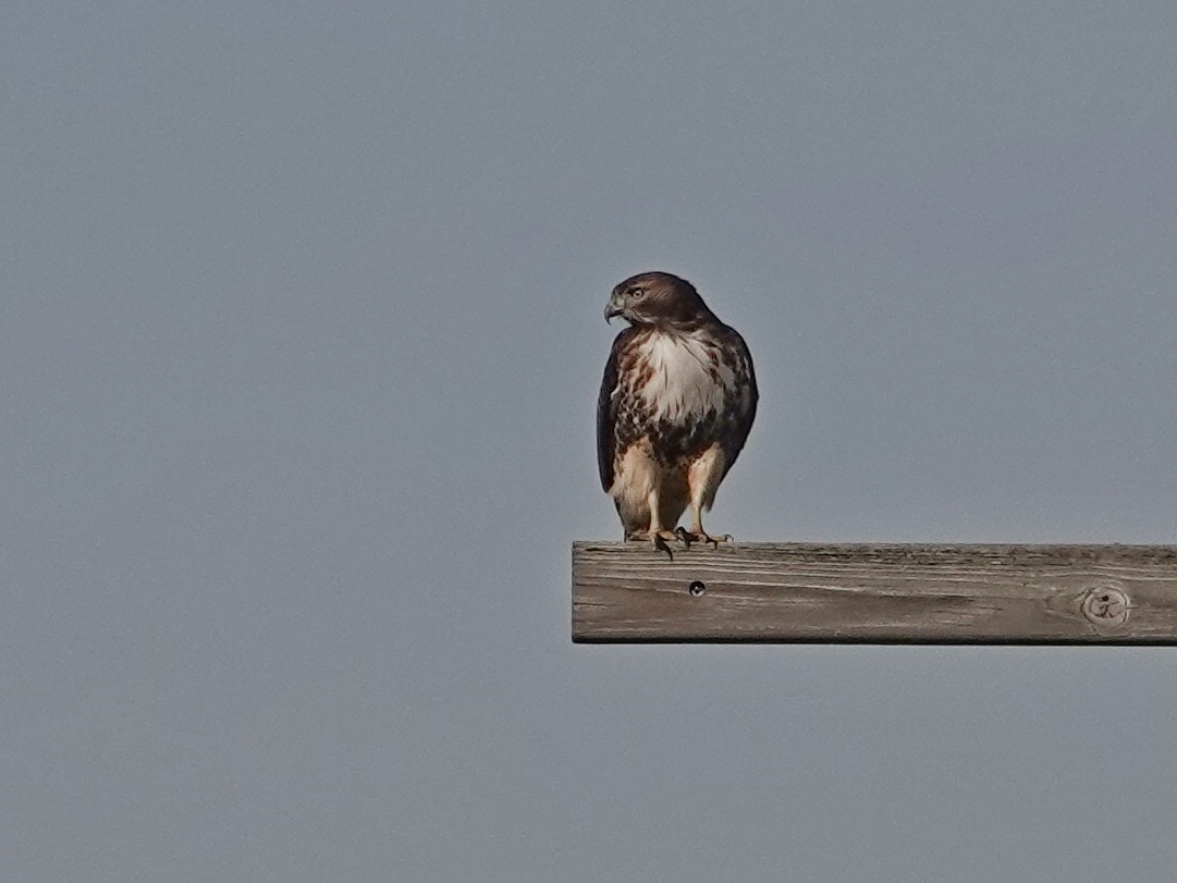 Red-tailed Hawk (abieticola) - ML612631641